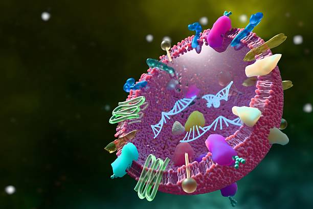 Exosomes, a promising topic in medical research, have a lipid bilayer membrane embedded with proteins. Inside, they contain miRNA, mRNA, lipids, and proteins, which play crucial roles in intercellular communication and therapeutic potential.\n\nIt is a work created by CG.Not created by AI. \nIt was designed and created by myself.