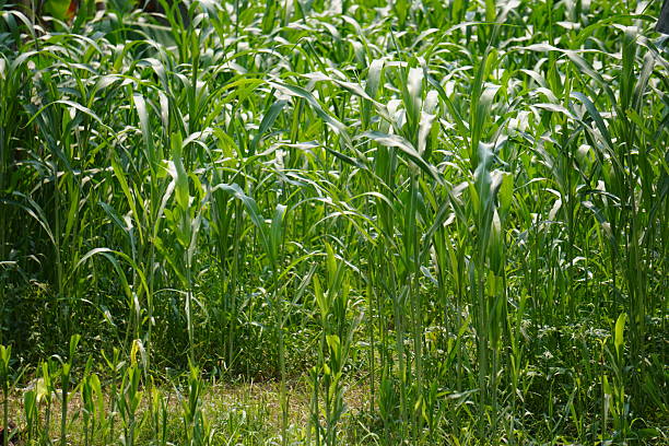 istock A field of corn is full with young plants 2208237958