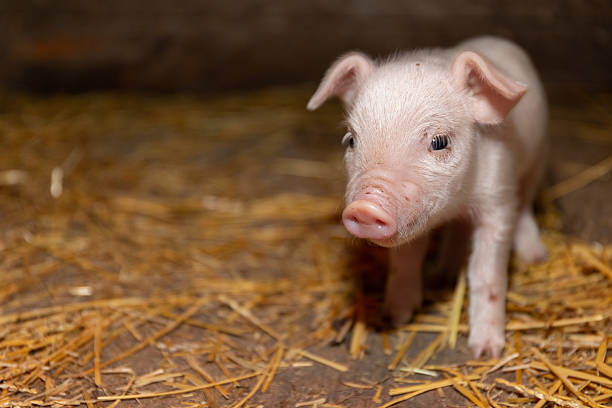 istock An Adorable Little Piglet Joyfully Exploring Its Cozy Barn Environment with Delightful Curiosity 2208238587