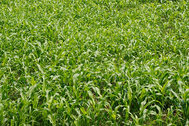 istock The field of corn is full with young plants 2208238735