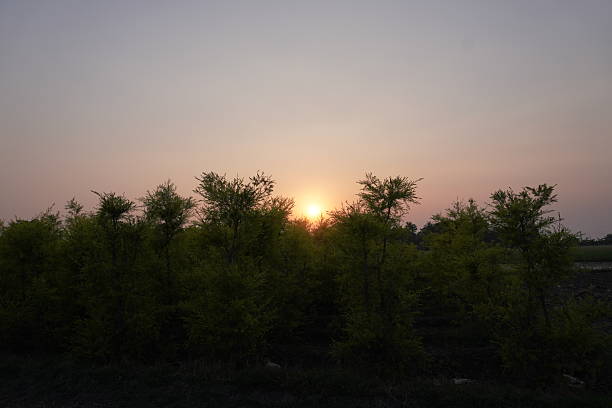 The sun is going down behind the green trees at sunset