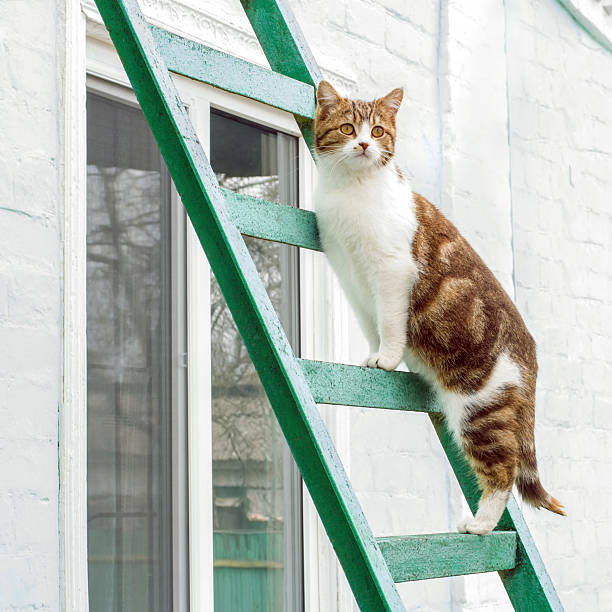 The cat has climbed high up the stairs and is looking down. The cat has climbed high up the stairs and is looking down. Cat on the stairs outdoors. pics for cat staring at wall stock pictures, royalty-free photos & images