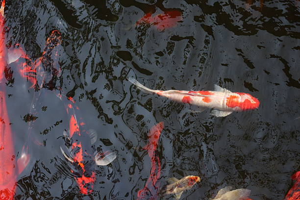 istock Red koi fish swim together in a pond 2208239438