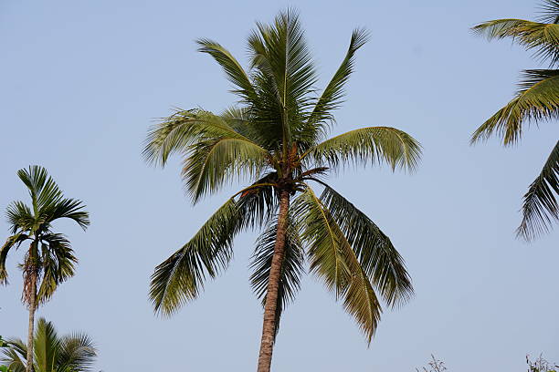 The coconut tree against the clear blue sky