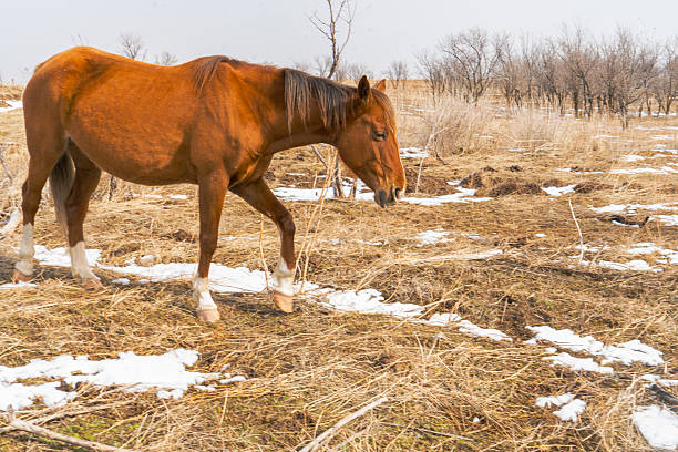 A Mare looking at the camera on a foggy day. She is free in the field and has stopped curiously.