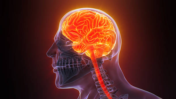 istock Central Organ of Human Nervous System Brain Anatomy 2208241884