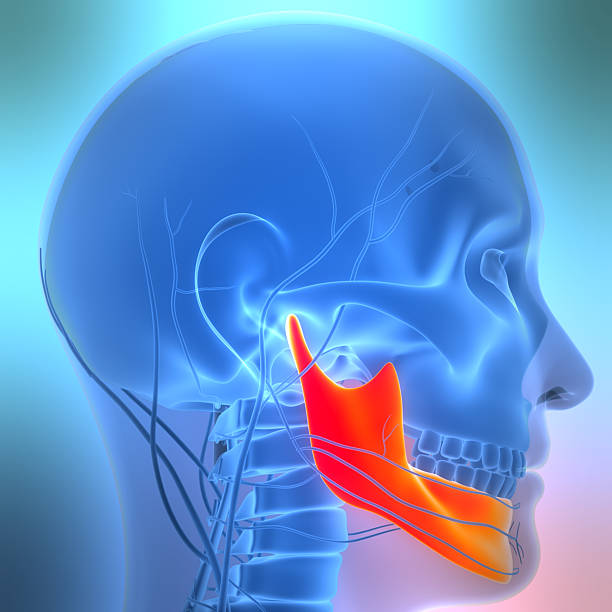 istock Human Skeleton System Skull Bone Parts Mandible Anatomy 2208241947