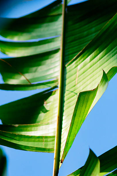 istock Tropical Green Leaf Close-Up Against a Blue Sky 2208242397