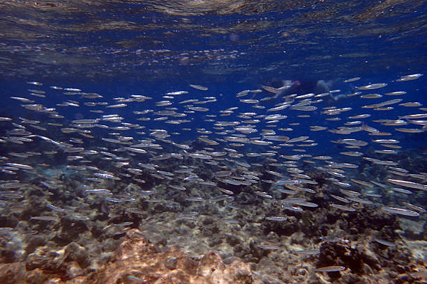 istock small fishes in the Red Sea Egypt 2208242937