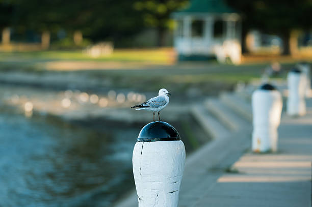 Seagull perching on the pier by the beach in the late afternoon, Sorrento, Mornington Peninsula, Victoria, Australia