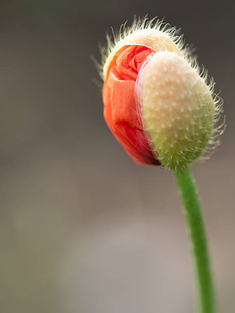 istock Poppy Flower Bud Ready to Bloom 2208245473