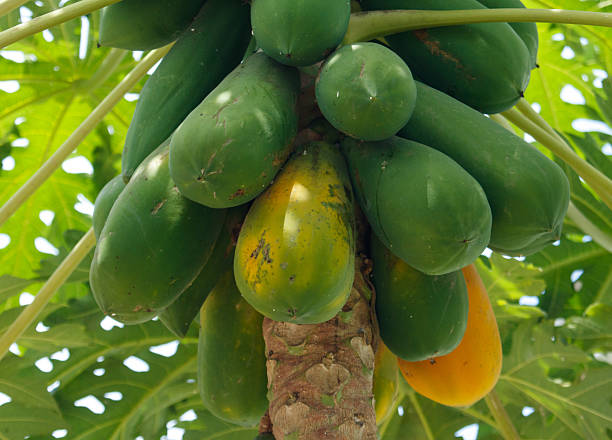 istock A bunch of green and yellow fruit hanging from a tree 2208248140