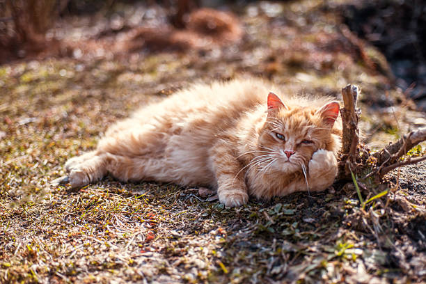 A ginger cat basks in the sun in the garden