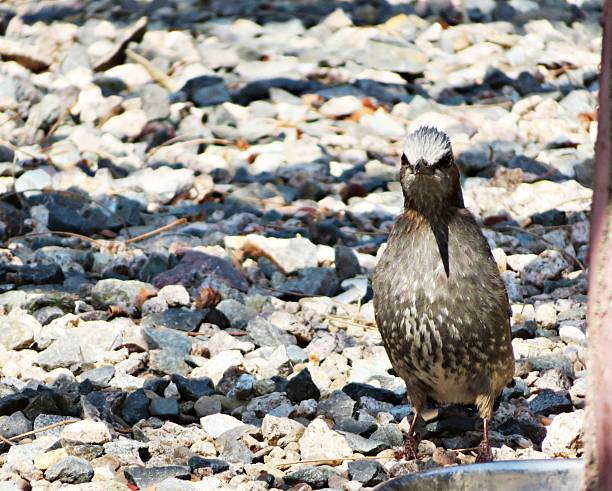 The brown-eared bulbul