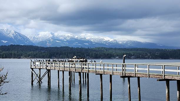 istock Tranquil Pacific Northwest Pier with Cormorants and Distant Mountains 2208249566