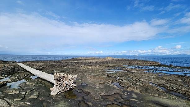 istock Tranquil CoastalScene of a RockyBeach and Driftwood 2208249585