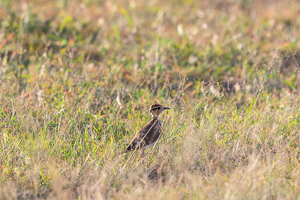 istock Somali courser stand in the grass 2208249678