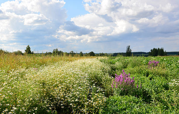 istock A beautiful field with wildflowers under a cloudy sky wallpaper 2208250006