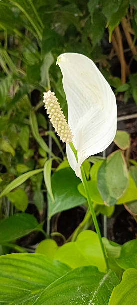 istock white arum flower on a green wall 2208251171