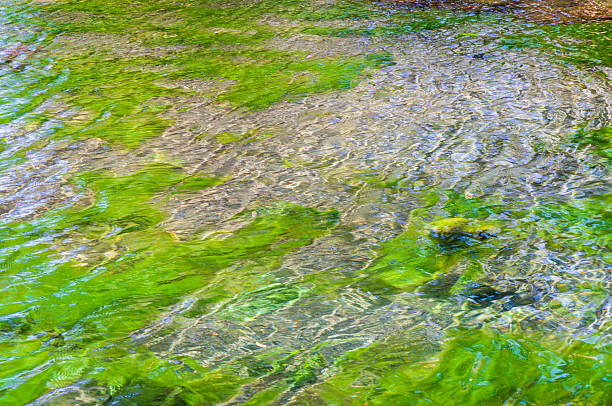istock Rattlesnake Springs at Carlsbad Caverns National Park 2208251398
