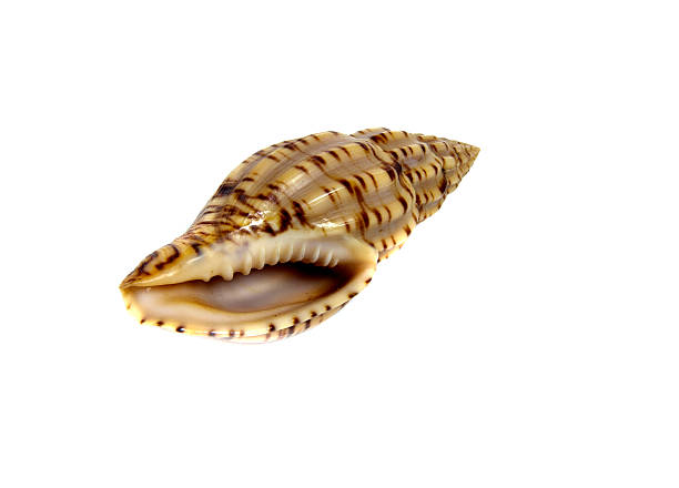 istock Marine sea shell,lyria boholensis 2208251633