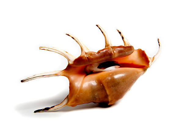 shot of seashell on white background