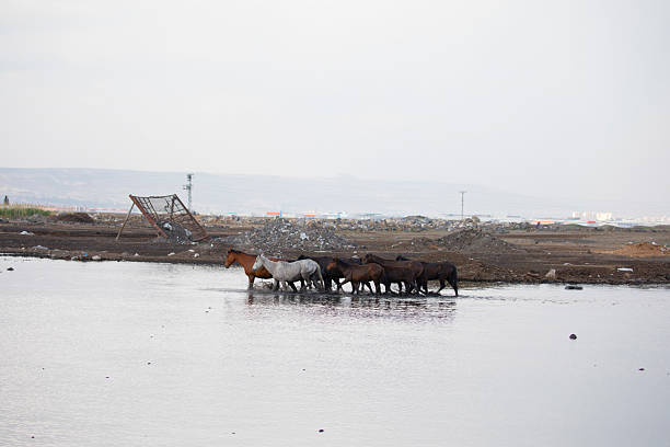Wild horses running in nature