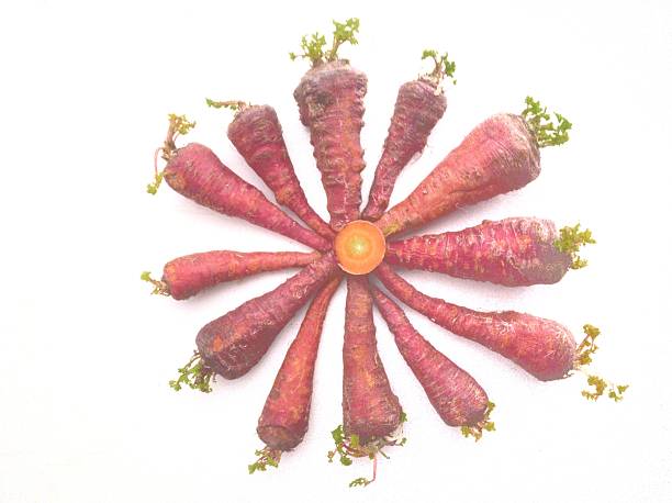 a circular arrangement of dark-colored carrots, specifically  carrots, with a cross-section of a carrot in the center. These carrots are notable for their deep purple or dark red color, which is different from the more common orange carrots. The arrangement highlights the color and shape of the carrots, showcasing their natural appearance and texture. The carrots are positioned with their leafy green tops extending outwards, creating a radial pattern around the central carrot slice. The background is plain white, which emphasizes the colors of the carrots.