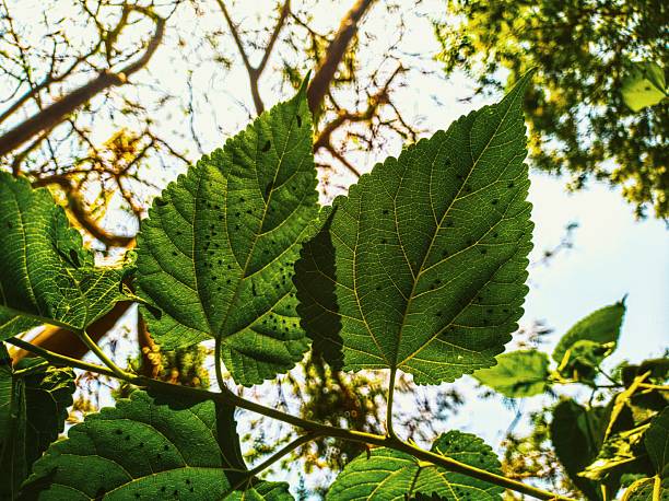 mulberry tree, specifically either Morus alba (white mulberry), Morus serrata (Himalayan mulberry), or Morus rubra (red mulberry).