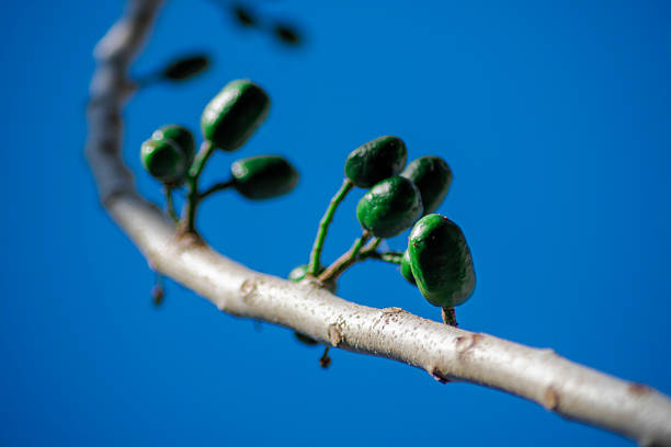 Close-up of fresh green plums native to Yucatán, growing on a dry branch with vibrant leaves and blossoms, set against a clear blue tropical sky. Perfect for regional agriculture themes.