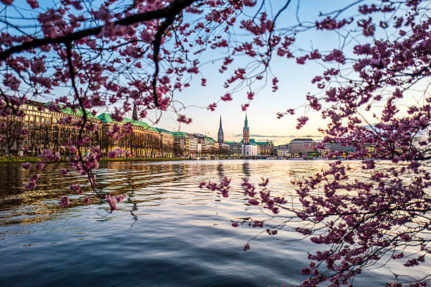 Springtime in Hamburg: Cherry Blossoms by the Alster Lake