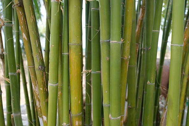 istock growth characteristics of bamboo trees 2208255008