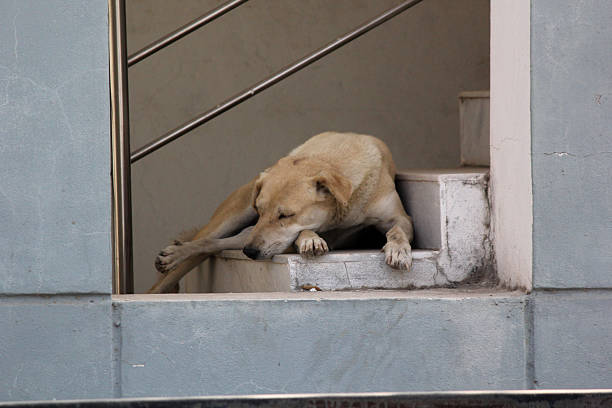 istock Tired Stray Dog Resting on Marble Stairs 2208256135
