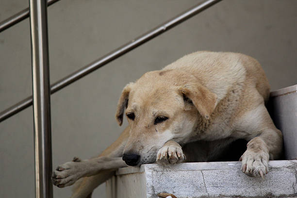 istock Tired Stray Dog Resting on Marble Stairs 2208256136
