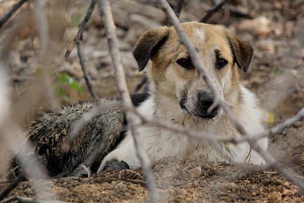 istock Stray Dog Hiding Behind Dry Branches 2208257051