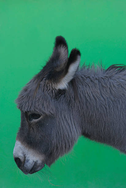 Portrait of Donkey with Green background at local farm  in Indianapolis, IN, USA