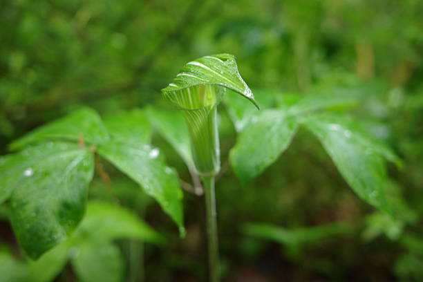 Photographed at Aobayama, Aoba Ward, Sendai City, Miyagi Prefecture