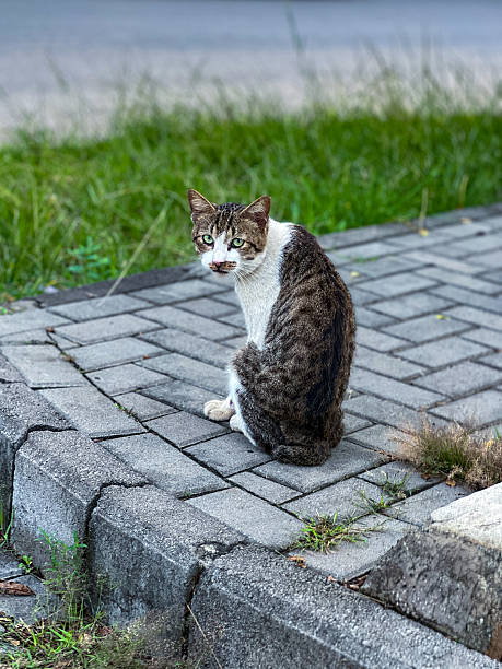 istock A tabby cat is peacefully laying down on a warm brick sidewalk 2208257908