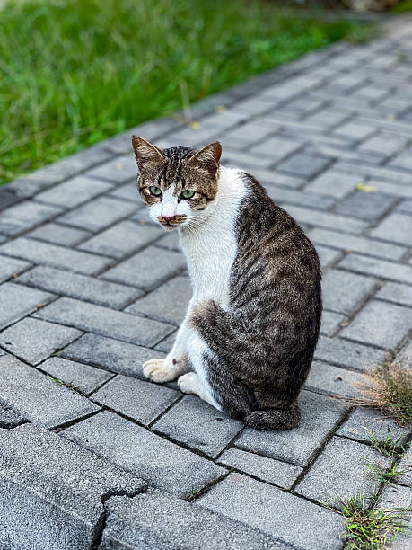 istock A tabby cat is peacefully laying down on a warm brick sidewalk 2208258129