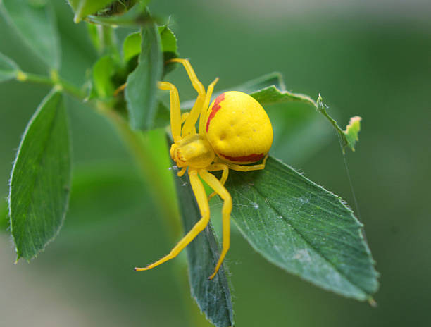 istock A predatory crab spider (Misumena vatia) is on the plant 2208258901
