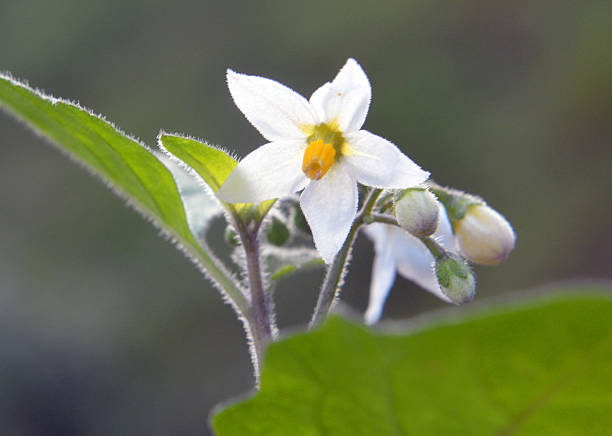 A wild plant of black nightshade (Solanum nigrum) grows in nature