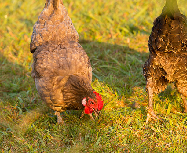 istock close up of free range chicken foraging in green grass 2208260068