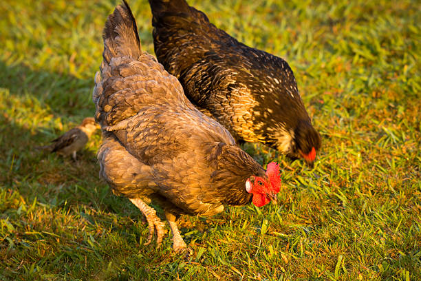 istock close up of free range chicken foraging in green grass 2208260263
