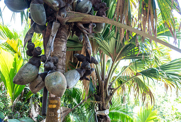 Coco de mer tree (sea coconut) with its fruits also called love coconut, coco-fesse, Vallée de Mai, Seychelles