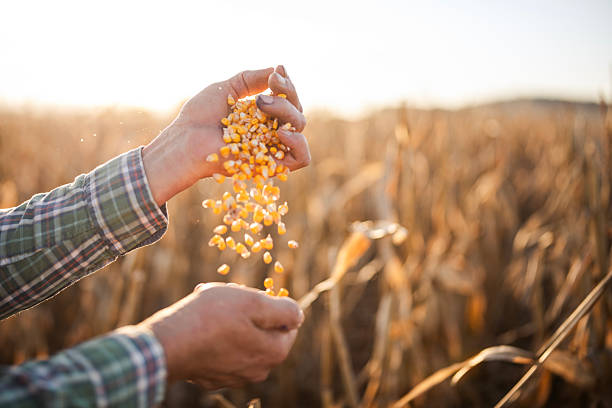 istock Farmer enjoying on his quality grain of corn production. 2208264057