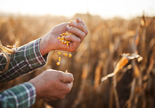 istock Farmer enjoying on his quality grain of corn production. 2208264071
