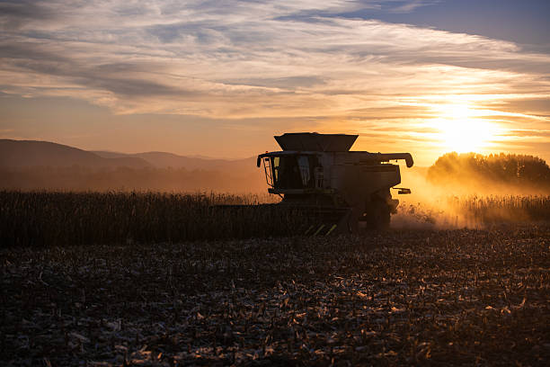 Side view of combine harvesting corn in agriculture field at sunset.