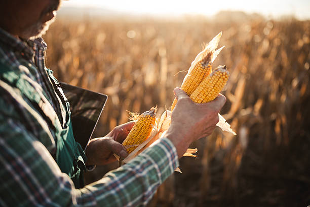 Cropped shot of unrecognizable farmer holding stack of corn grain in hands and examining quality production at sunrise light, close-up of farmer hands inspecting corn quality.