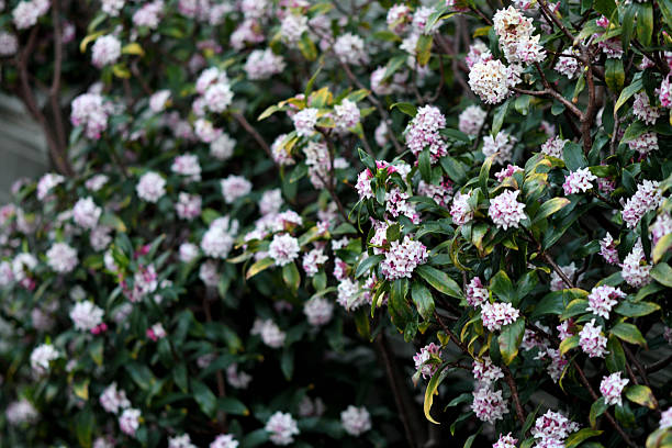 Daphne odona, also called Japan daphne and daphne indica, scentednative to Japan and China, is a compact evergreen shrub with dark green leaves and terminal umbels of very fragrant, reddish-purple, yellow or white flowers from late winter to early spring, often followed by colorful berries.