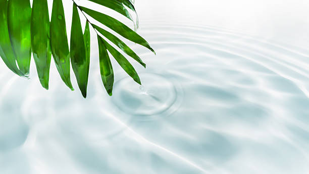 istock wet green palm leaf over soft rippled water surface with white sunlight reflections and drop circles, spa background concept with copy space for travel, body care and relaxation 2208265279